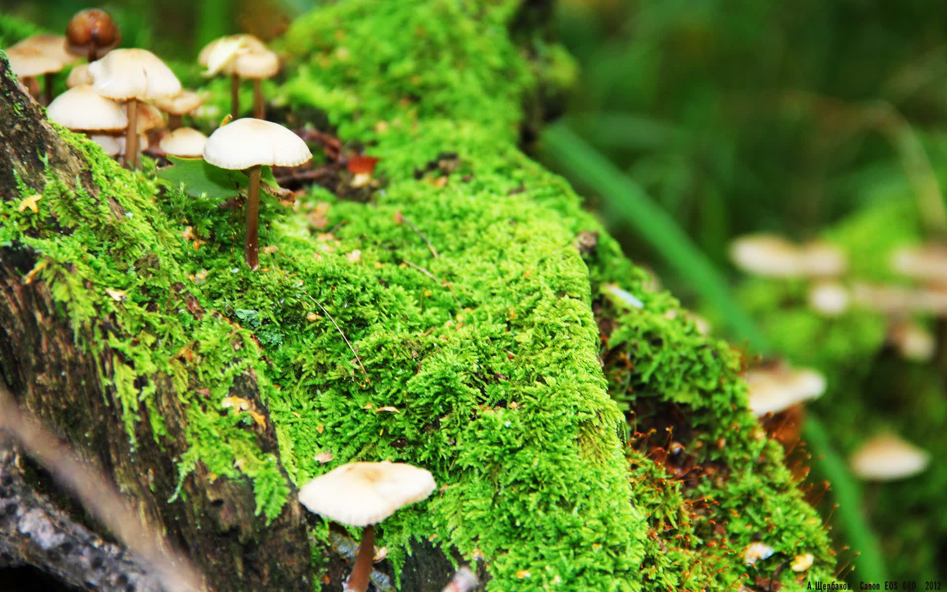 世界保龄球青训暑期计划：校园联赛覆盖率提升，保龄球国际比赛
